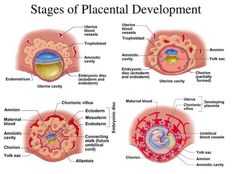 PPT - Chapter 29 Human Development PowerPoint Presentation, free download - ID:540696