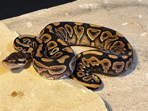 Cinnamon Asphalt Yb 50 Het Clown Ball Python By M3dusas La1r 3x0t1cs Morphmarket