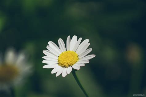 Macro Minolta 70-210 f4 | David Rodrigues | Flickr