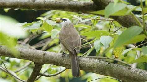 Yellow-vented Bulbul | MarkEisingBirding