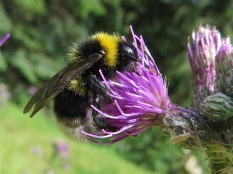 Bei Den Wildbienen Zu Hause Naturparkinitiative Mosel Umlaufberge