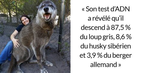 Un propriétaire a abandonné son chien loup dans un refuge qui