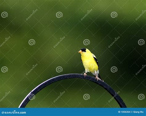 Eastern Goldfinch stock photo. Image of finch, yellow - 1056364