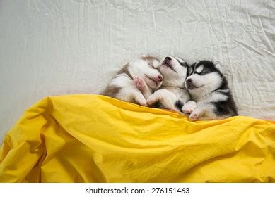 Cute Siberian Husky Puppies Sleeping On Stock Photo 276151463 ...