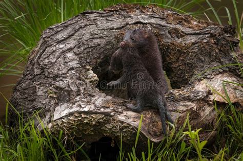 Adult American Mink Neovison Vison Hauls Kit Into Log Stock Image