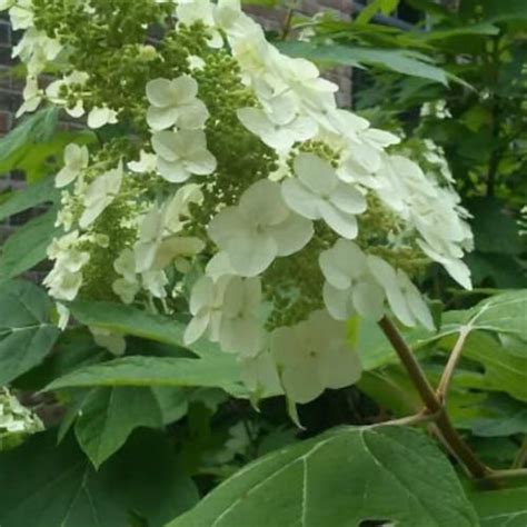 Bobo Dwarf Hydrangea Hydrangea Paniculata Pot Etsy Hydrangea