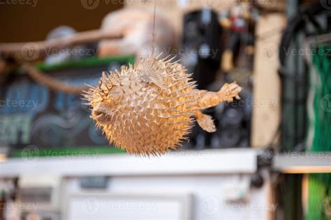 why is fish scared fast 8