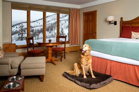 Hotels Offer Perks for Four-Legged Guests - The New York Times