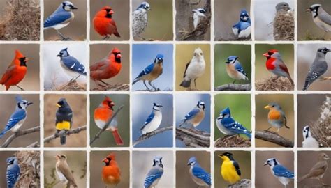 Top 15 Types Of Birds In New Jersey With Pictures Fly Aviary