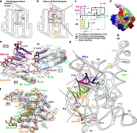 Cryo Em Structures Of Full Length Tetrahymena Ribozyme At 31 Å