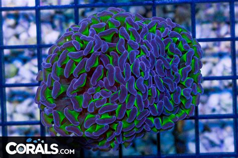 BIG Branching Hammer Frag Australia Neon Stems Purple Tips Corals