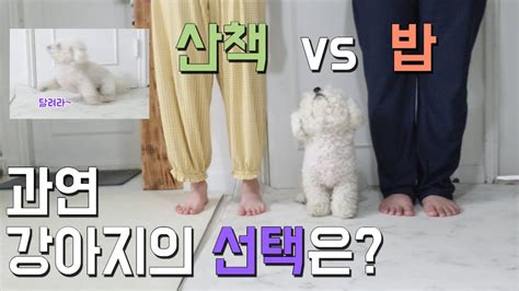 산책 시켜주는 엄마 Vs 밥 주는 아빠 강아지의 선택 Youtube