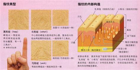 指纹 头条百科