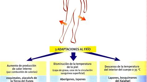 Tolerancia y aclimatación al frío SOLOMOCHILA