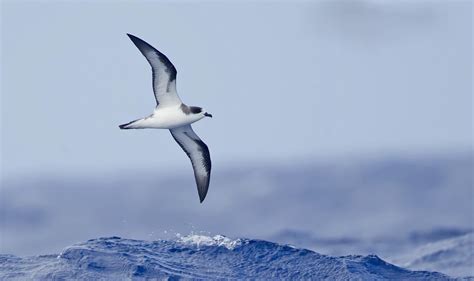 Hawaiin Petrel In Flight Image Eurekalert Science News Releases