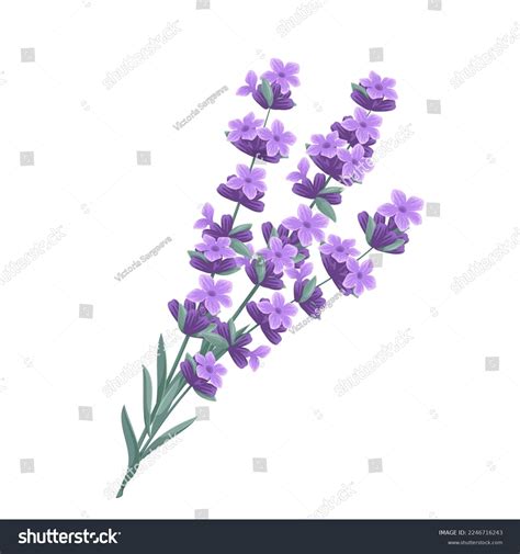 Lavender Vector Illustration Cartoon Plant Bunch Stock Vector Royalty