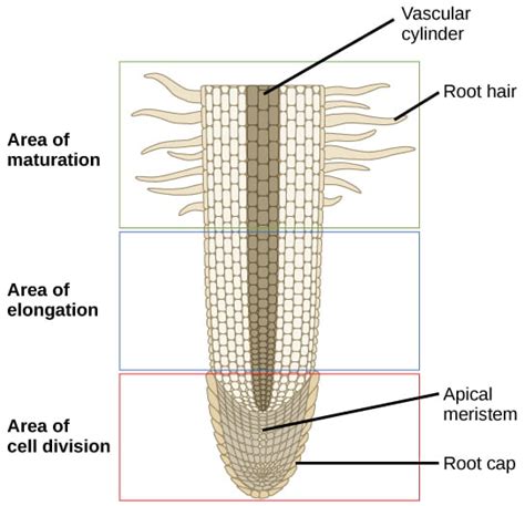 Plant Development Ii Primary And Secondary Growth Organismal Biology