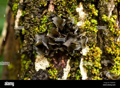 Leptogium Saturninum Hi Res Stock Photography And Images Alamy