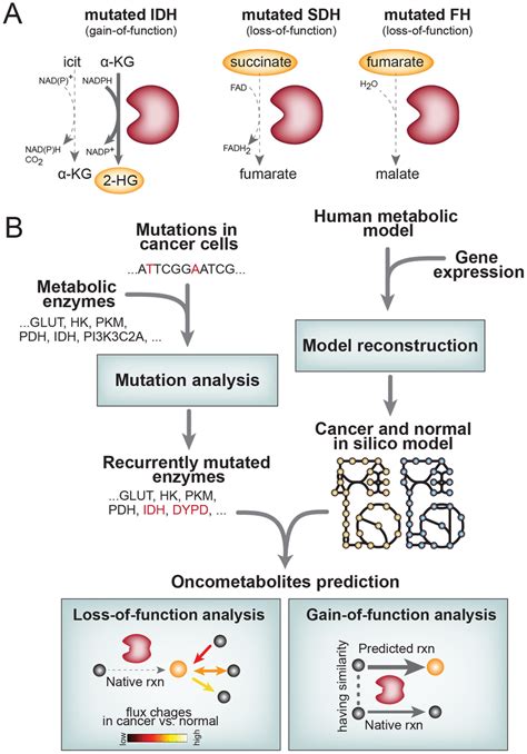 The Origin Of Oncometabolites And An Overview Of The Analysis Workflow