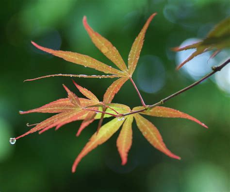 Best plants for Japanese gardens – 10 elegant choices | Homes & Gardens