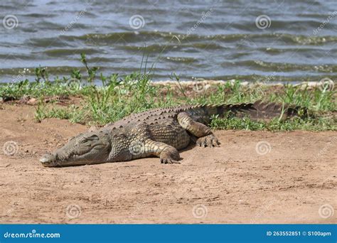 A Nile Crocodile Basking In The Sun Stock Image Image Of Intently