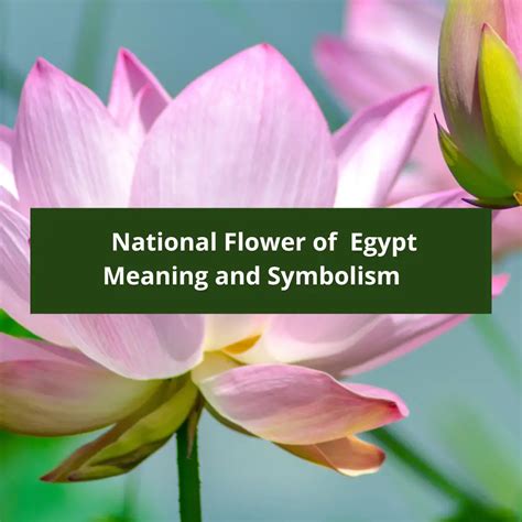 Lotus Flower Symbolism Egypt | Best Flower Site