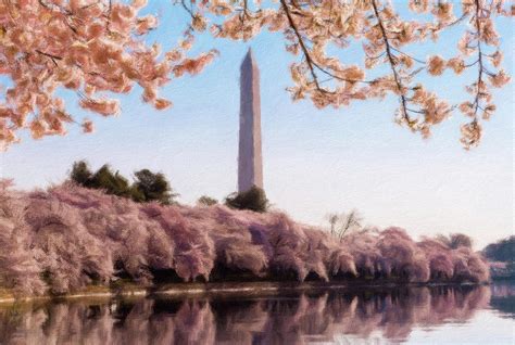 Washington Monument Towering Above Cherry Blossoms Digital Art By