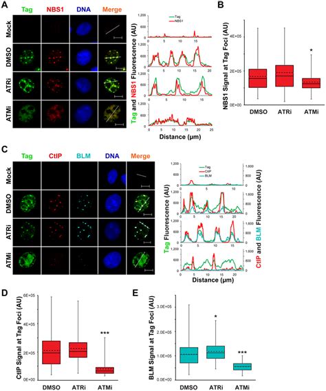 Localization Of To Dna End Resection Proteins Is Promoted By Atm