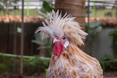 Crazy Hair Chicken Stock Photos Royalty Free Crazy Hair Chicken Images