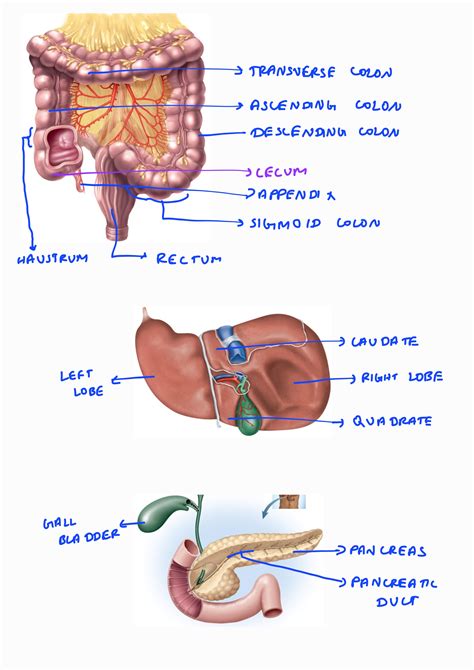 [Solved] __ Stomach __ Gastric rugae ... | Course Hero