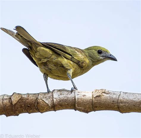 Pin De Luiz Cesar Fidelis Em Aves