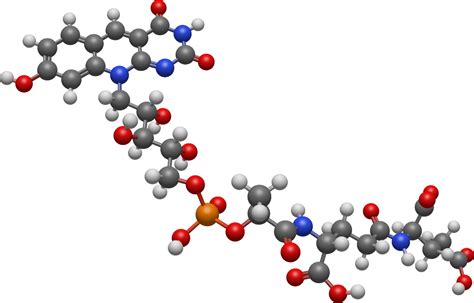 Cofactor Vs Coenzyme Difference And Comparison