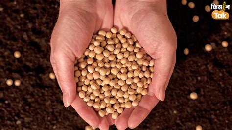 Soybean Price सोयाबीन क‍िसानों की बल्ले बल्ले 5000 रुपये क्व‍िंटल से ज्यादा हुआ दाम Soybean