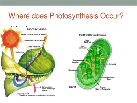 Photosynthesis