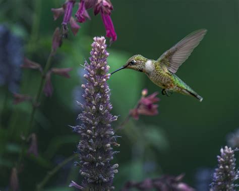 Green And Brown Hummingbird · Free Stock Photo