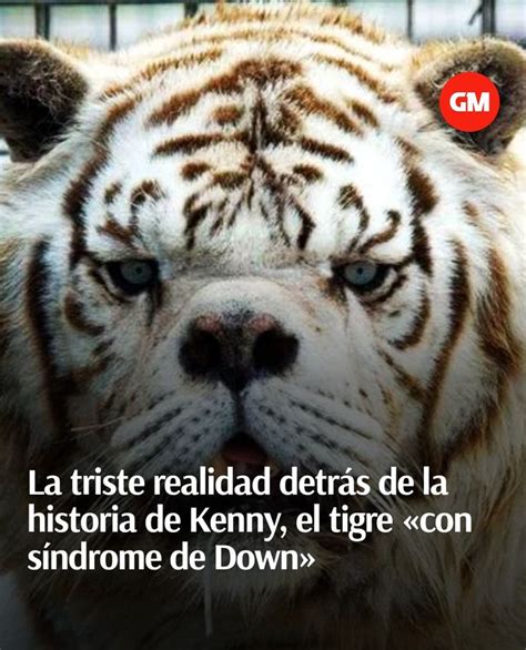 La historia de Kenny un tigre blanco que supuestamente padece síndrome