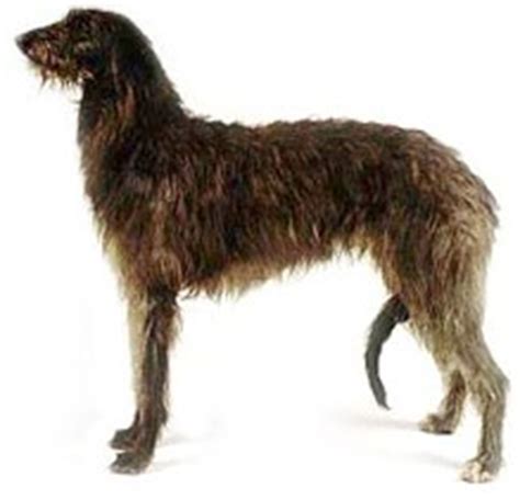 Scottish Deerhound: Health Issues & Personality