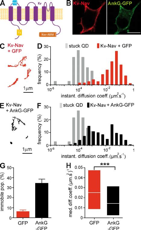 Ankg Restricts Kv Nav Diffusion At The Surface Of N A Cells A