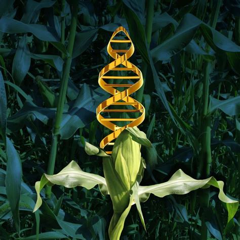 Naturally GM Crops Steal Genes From Other Species To Accelerate Evolution