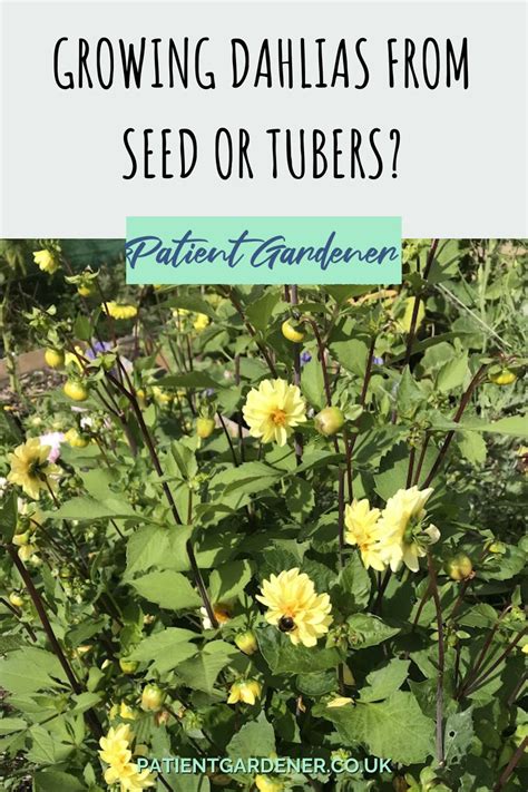 Growing Dahlias From Seed Or Tubers Patient Gardener