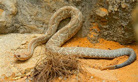 Aruba Rattlesnake Pictures - AZ Animals