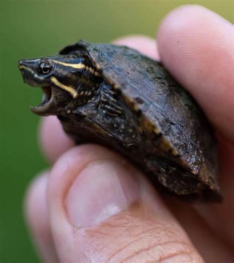 Common Musk Turtle Care Guide And More