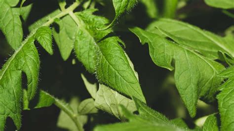 Why Are My Tomato Plant Leaves Curling Inward