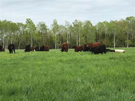 VIDEO PASTURE TOUR: See a Closeup View of What Our Cattle Eat