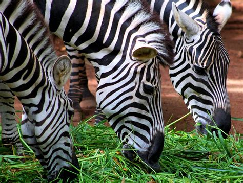 Zebra Eating - Free photo on Pixabay