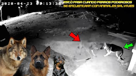 1 Pastor Aleman Vs LOBO Y 3 COYOT3S Rottweiler Vs 1 Coyote Esto Sucede