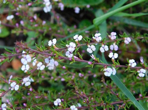 Heathleaf Purplegorse From Greyton Nature Reserve 7233 South Africa