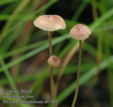 Mycena sanguinolenta Helmovka krvavĂˇ PrilbiÄŤka GrzybĂłwka krwawiÄca