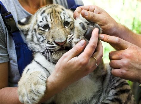 Devenir Soigneur Animalier Métier Études Salaire Educatel