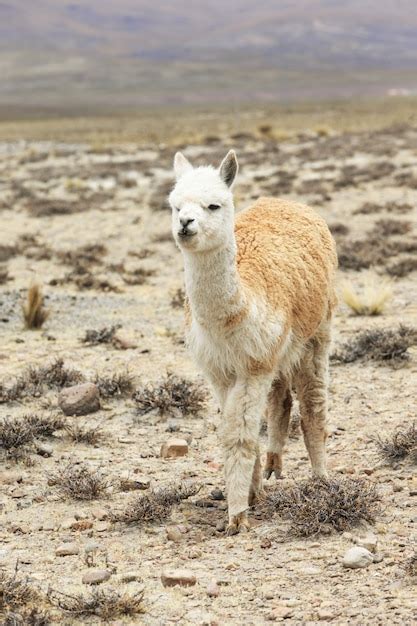 Llama in andes | Premium Photo